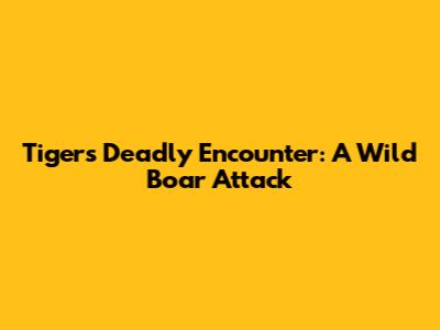 Tiger's Deadly Encounter: A Wild Boar Attack